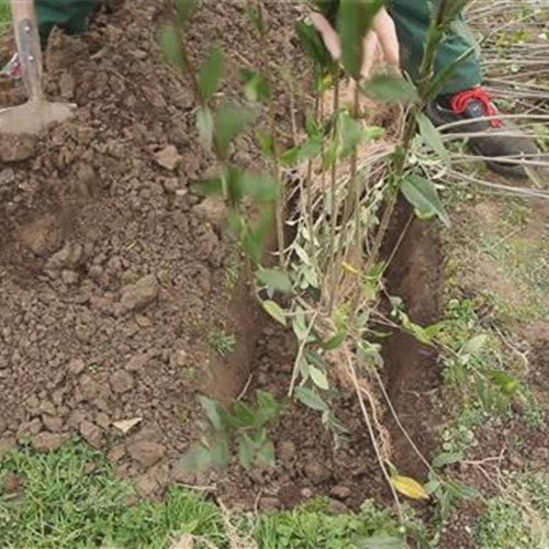 Ligusterhecke - Einpflanzen im Garten