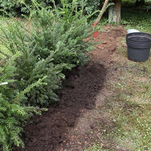 Hecke - Einpflanzen im Garten