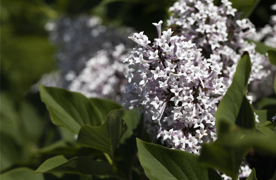 Gartenarbeiten im Mai