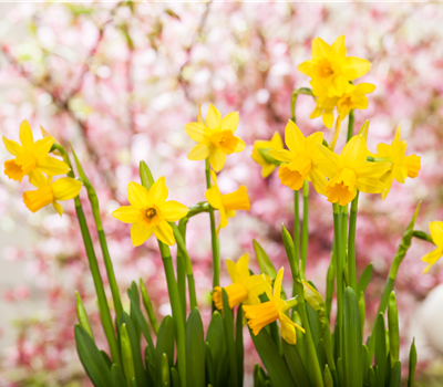 Frühjahrsblumen und ihre Pflege