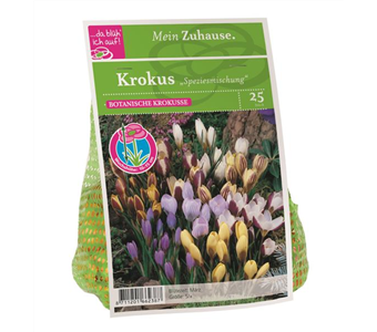 Blumenzwiebel Krokus Spezies Mischung