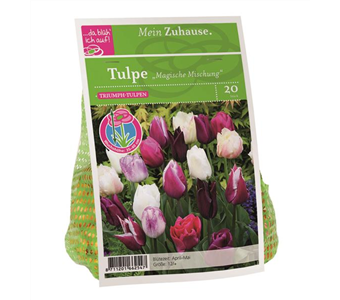 Blumenzwiebel Tulpe Magische Mischung