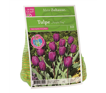 Blumenzwiebel Tulpe 'Purple Flag'