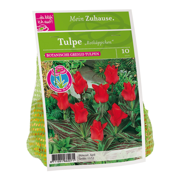 Blumenzwiebel Tulpe 'Rotkäppchen'