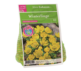 Blumenzwiebel Winterlinge gelb