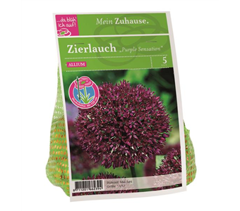 Blumenzwiebel Allium 'Purple Sensation'