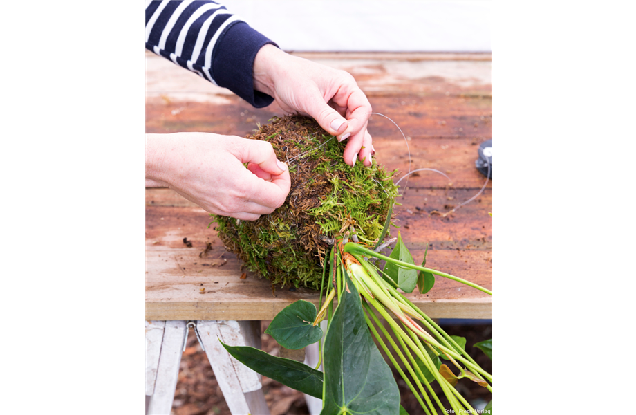 Kokedama