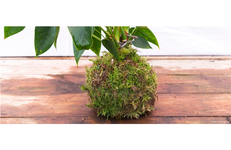 Kokedama