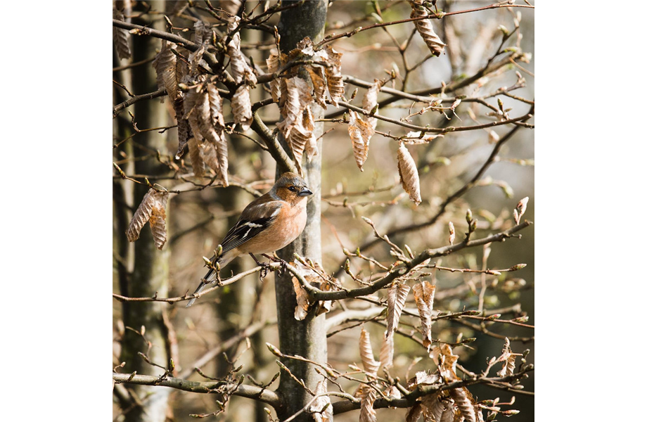 Wildvögel