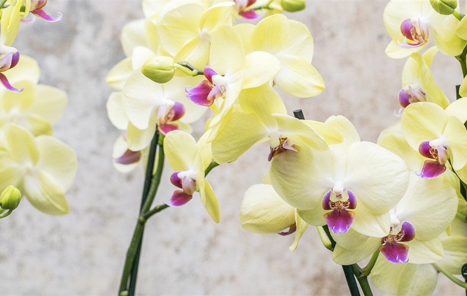 GS_Slider_Orchidee_Pixabay.jpg