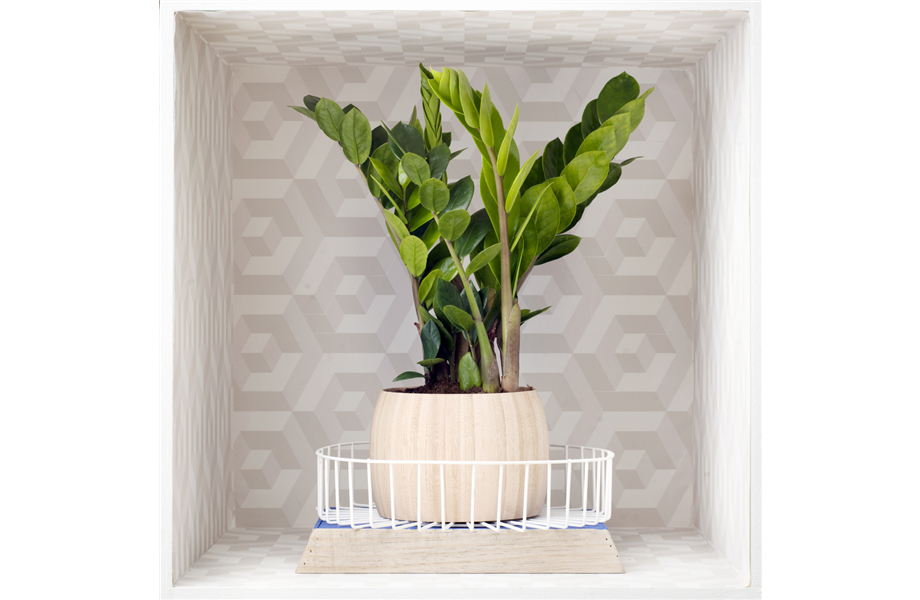 Pflanze des Monats Februar 2024: Zamioculcas