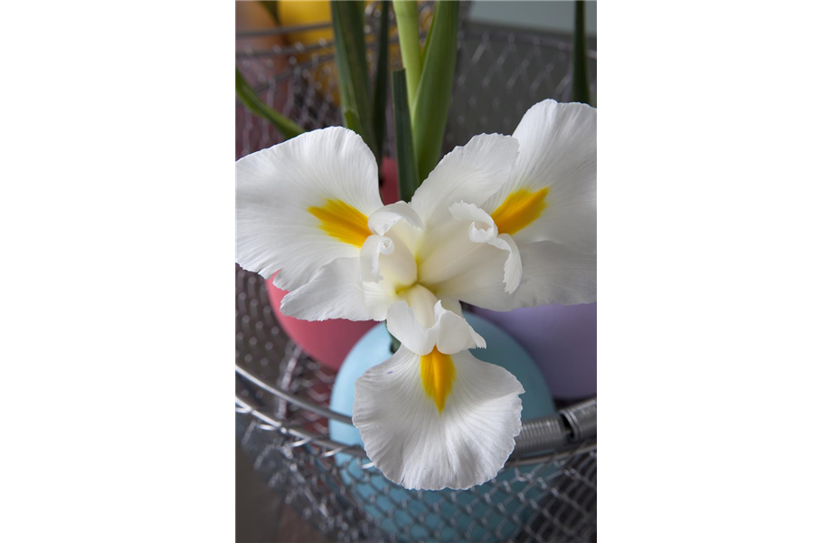 DIY-Tipp: Kleine Blüten, große Wirkung!