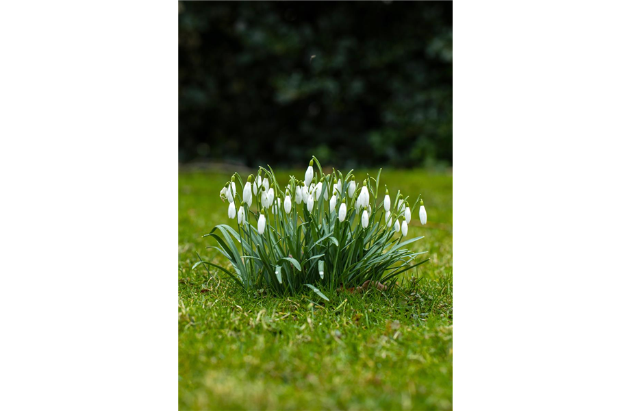 Jetzt den Frühling pflanzen