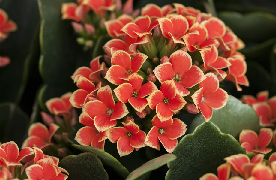 Pflanze Juli 2025: Kalanchoe