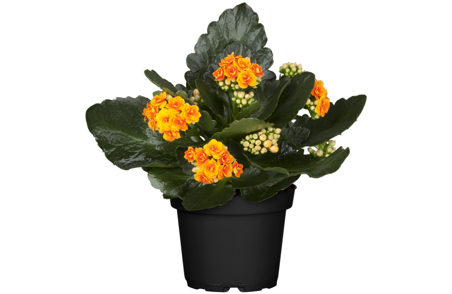 Pflanze Juli 2025: Kalanchoe