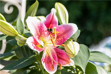 Pflanzzeit für Lilien