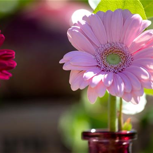 Schnittblumen verschenken