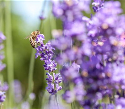 Insektenfreundlicher Garten – Bienen, Schmetterlinge und Co.