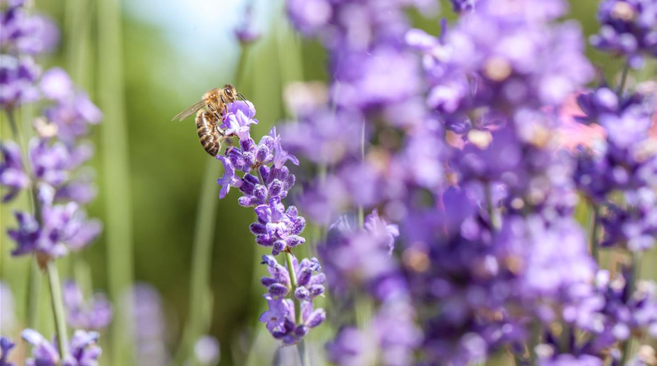 Lavendel mit Biene