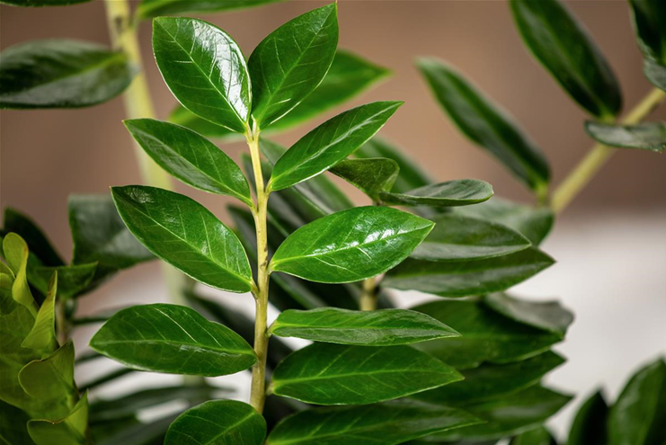 Zamioculcas zamiifolia