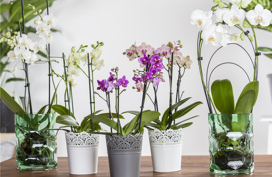 Pflanze des Monats Januar: Phalaenopsis