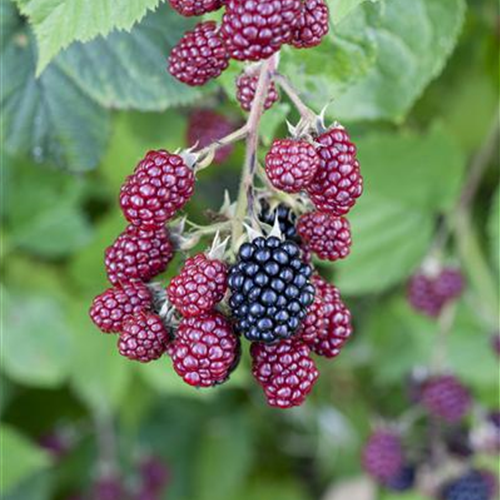 Brombeeren vor Frost schützen