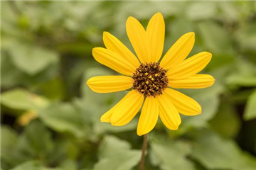 Einjährigen Pflanzen für den Garten