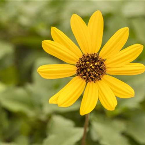 Einjährigen Pflanzen für den Garten