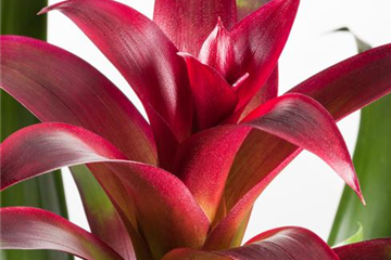 Bromelien, eine Leidenschaft für sich 