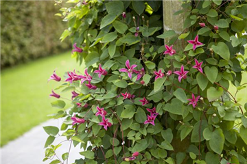 Clematis richtig schneiden