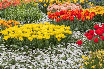 Tolle Frühblüher starten bunt ins Gartenjahr