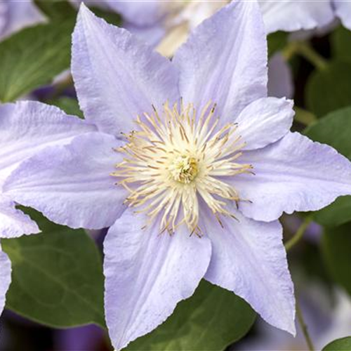 Clematis und Rosen gemeinsam pflanzen